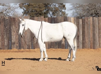 American Quarter Horse, Wallach, 14 Jahre, 152 cm, Blauschimmel