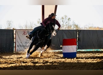 American Quarter Horse, Wallach, 14 Jahre, 152 cm, Brauner