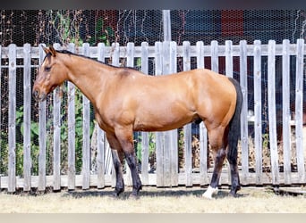 American Quarter Horse, Wallach, 14 Jahre, 152 cm, Buckskin