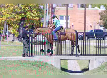 American Quarter Horse, Wallach, 14 Jahre, 152 cm, Buckskin