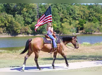 American Quarter Horse, Wallach, 14 Jahre, 152 cm, Buckskin
