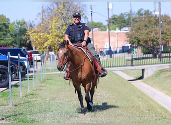 American Quarter Horse, Wallach, 14 Jahre, 152 cm, Buckskin