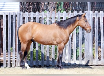 American Quarter Horse, Wallach, 14 Jahre, 152 cm, Buckskin