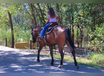 American Quarter Horse, Wallach, 14 Jahre, 152 cm, Buckskin