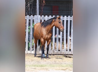 American Quarter Horse, Wallach, 14 Jahre, 152 cm, Buckskin