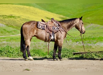 American Quarter Horse, Wallach, 14 Jahre, 152 cm, Buckskin