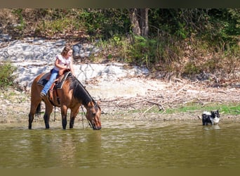 American Quarter Horse, Wallach, 14 Jahre, 152 cm, Buckskin