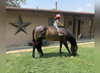 American Quarter Horse, Wallach, 14 Jahre, 152 cm, Buckskin