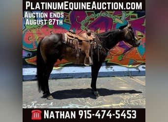 American Quarter Horse, Wallach, 14 Jahre, 152 cm, Buckskin