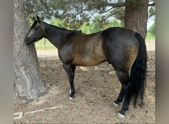 American Quarter Horse, Wallach, 14 Jahre, 152 cm, Buckskin
