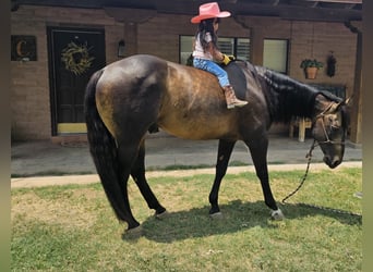 American Quarter Horse, Wallach, 14 Jahre, 152 cm, Buckskin