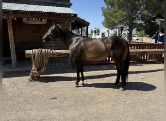 American Quarter Horse, Wallach, 14 Jahre, 152 cm, Buckskin