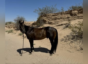 American Quarter Horse, Wallach, 14 Jahre, 152 cm, Buckskin