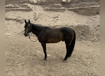 American Quarter Horse, Wallach, 14 Jahre, 152 cm, Buckskin
