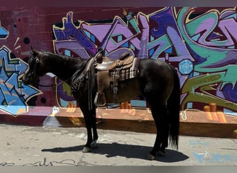 American Quarter Horse, Wallach, 14 Jahre, 152 cm, Buckskin