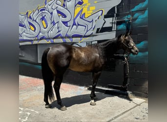 American Quarter Horse, Wallach, 14 Jahre, 152 cm, Buckskin