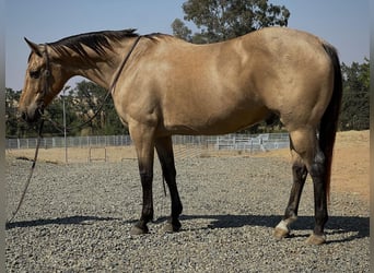 American Quarter Horse, Wallach, 14 Jahre, 152 cm, Buckskin