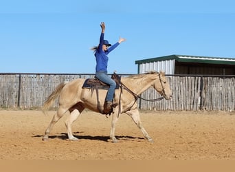 American Quarter Horse, Wallach, 14 Jahre, 152 cm, Champagne