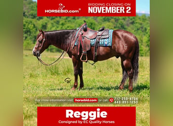 American Quarter Horse, Wallach, 14 Jahre, 152 cm, Dunkelfuchs