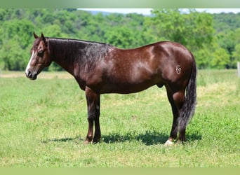 American Quarter Horse, Wallach, 14 Jahre, 152 cm, Dunkelfuchs
