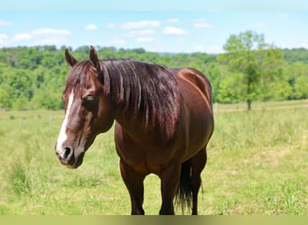 American Quarter Horse, Wallach, 14 Jahre, 152 cm, Dunkelfuchs