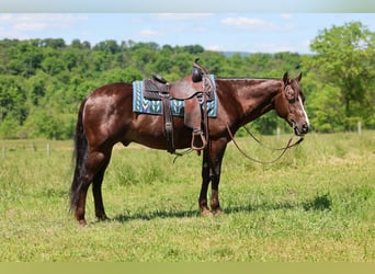 American Quarter Horse, Wallach, 14 Jahre, 152 cm, Dunkelfuchs