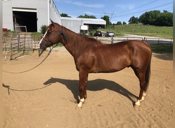 American Quarter Horse, Wallach, 14 Jahre, 152 cm, Dunkelfuchs