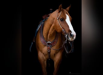 American Quarter Horse Mix, Wallach, 14 Jahre, 152 cm, Falbe