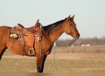 American Quarter Horse, Wallach, 14 Jahre, 152 cm, Falbe