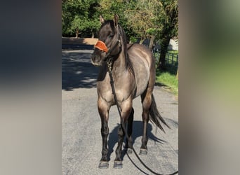 American Quarter Horse, Wallach, 14 Jahre, 152 cm, Grullo