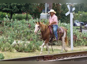 American Quarter Horse, Wallach, 14 Jahre, 152 cm, Overo-alle-Farben