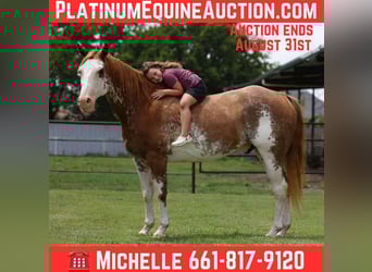 American Quarter Horse, Wallach, 14 Jahre, 152 cm, Overo-alle-Farben