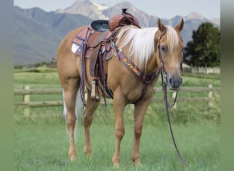 American Quarter Horse Mix, Wallach, 14 Jahre, 152 cm, Palomino