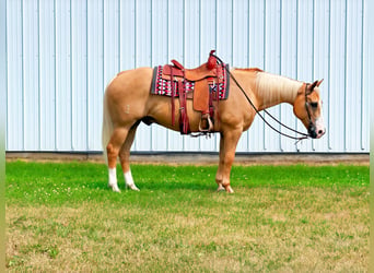 American Quarter Horse, Wallach, 14 Jahre, 152 cm, Palomino