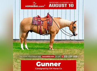 American Quarter Horse, Wallach, 14 Jahre, 152 cm, Palomino