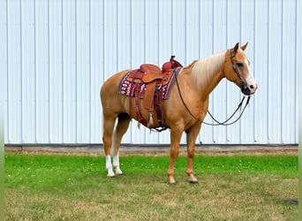 American Quarter Horse, Wallach, 14 Jahre, 152 cm, Palomino