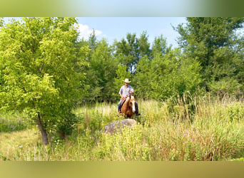 American Quarter Horse, Wallach, 14 Jahre, 152 cm, Palomino