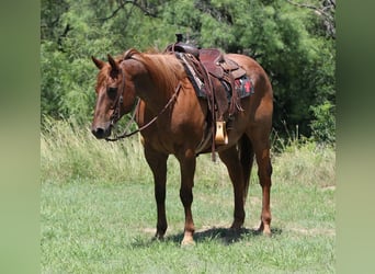 American Quarter Horse, Wallach, 14 Jahre, 152 cm, Roan-Red