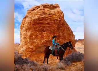 American Quarter Horse, Wallach, 14 Jahre, 152 cm, Rotbrauner