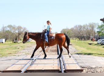 American Quarter Horse, Wallach, 14 Jahre, 152 cm, Rotbrauner