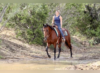 American Quarter Horse, Wallach, 14 Jahre, 152 cm, Rotbrauner