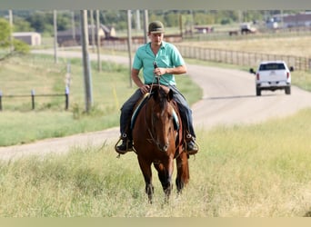 American Quarter Horse, Wallach, 14 Jahre, 152 cm, Rotbrauner