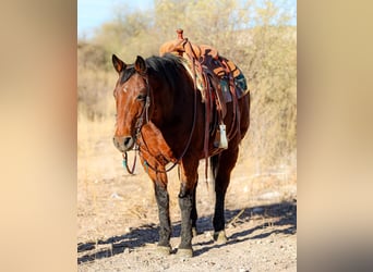 American Quarter Horse, Wallach, 14 Jahre, 152 cm, Rotbrauner