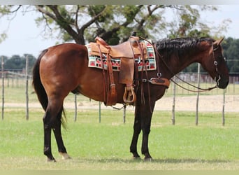 American Quarter Horse, Wallach, 14 Jahre, 152 cm, Rotbrauner