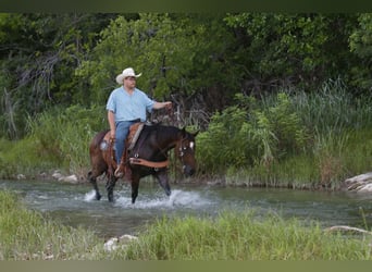 American Quarter Horse, Wallach, 14 Jahre, 152 cm, Rotbrauner