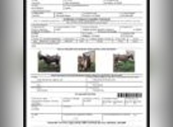 American Quarter Horse, Wallach, 14 Jahre, 152 cm, Rotfuchs