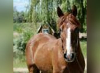 American Quarter Horse, Wallach, 14 Jahre, 152 cm, Rotfuchs