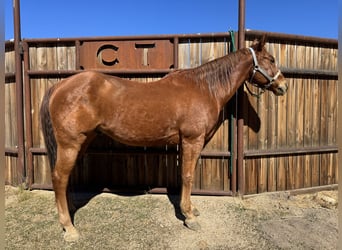 American Quarter Horse, Wallach, 14 Jahre, 152 cm, Rotfuchs