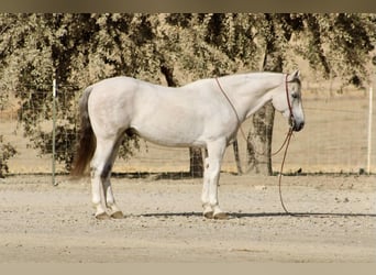 American Quarter Horse, Wallach, 14 Jahre, 152 cm, Schimmel