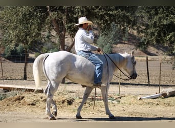 American Quarter Horse, Wallach, 14 Jahre, 152 cm, Schimmel